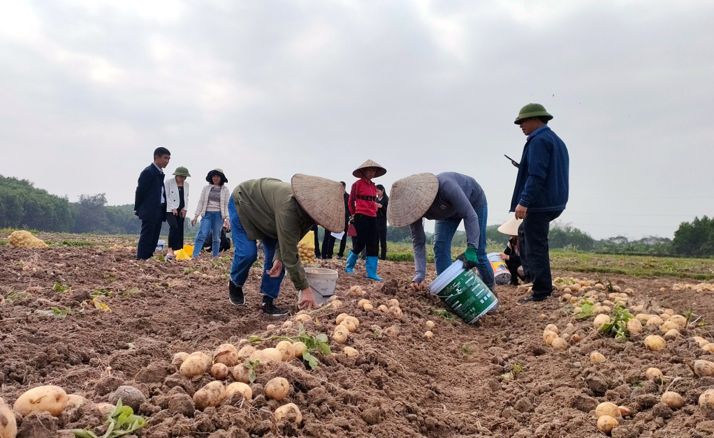 Người dân thôn Nà Bấc, xã Đông Hải (huyện Tiên Yên) thu hoạch khoai tây Atlantic. Ảnh: Mạnh Trường