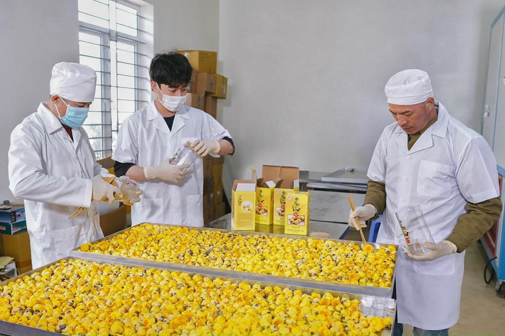 Ông Lê Mạnh Quy bên mẻ hoa trà hoa vàng vừa được sấy đông lạnh thăng hoa. Ảnh đơn vị cung cấp.