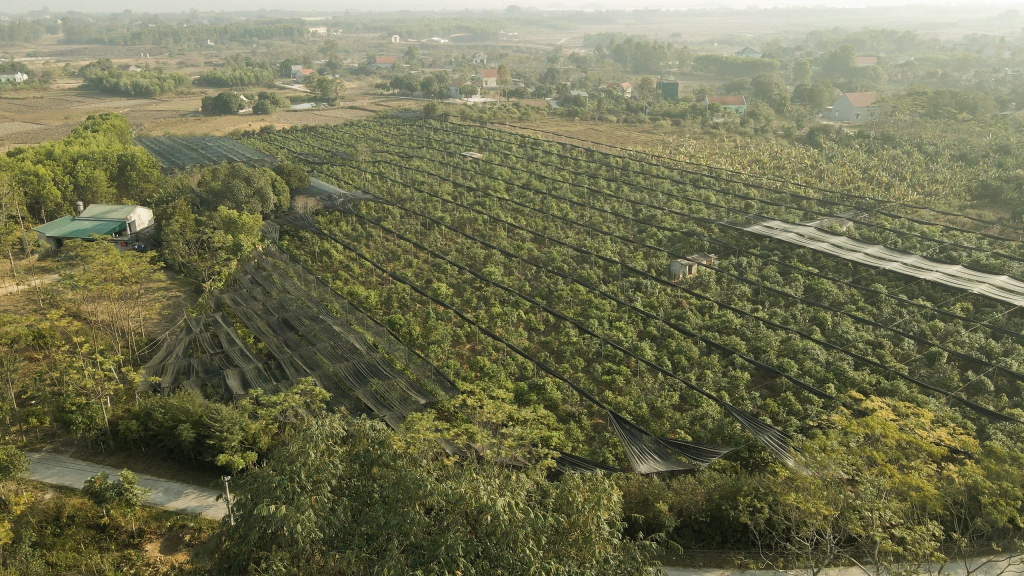 Vườn cây trà hoa vàng số lượng hàng ngàn gốc của ông Lê Mạnh Quy.