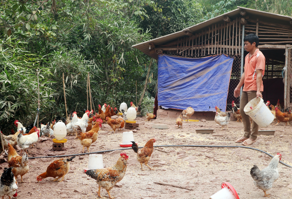 Mô hình nuôi gà Tiên Yên được Hội Nông dân xã Hà Lâu mở rộng trên toàn xã với quy mô 78 hộ tham gia. Trong ảnh: Mô hình nuôi gà của hộ anh Trần Văn Hoan (thôn Bắc Lù, xã Hà Lâu, huyện Tiên Yên). Ảnh: Nguyên Ngọc