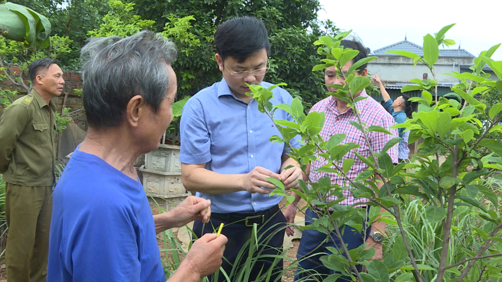 Cây na, giống cây trồng chủ lực mang lại hiệu quả kinh tế cao với người nông dân Đông Triều.