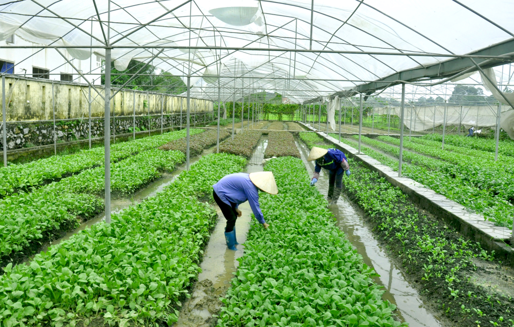 Vùng trồng rau sạch tại phường Cộng Hòa (Quảng Yên) của Công ty CP Đầu tư và Xây dựng Việt Long