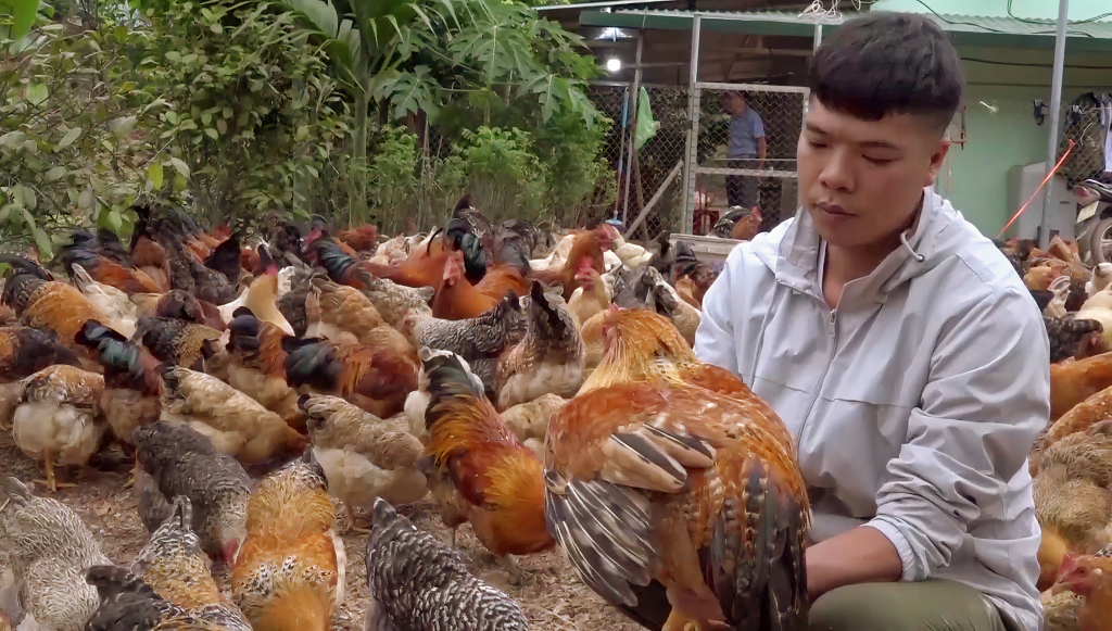 Anh Đàm Văn Triệu đang chăm sóc đàn gà của gia đình.