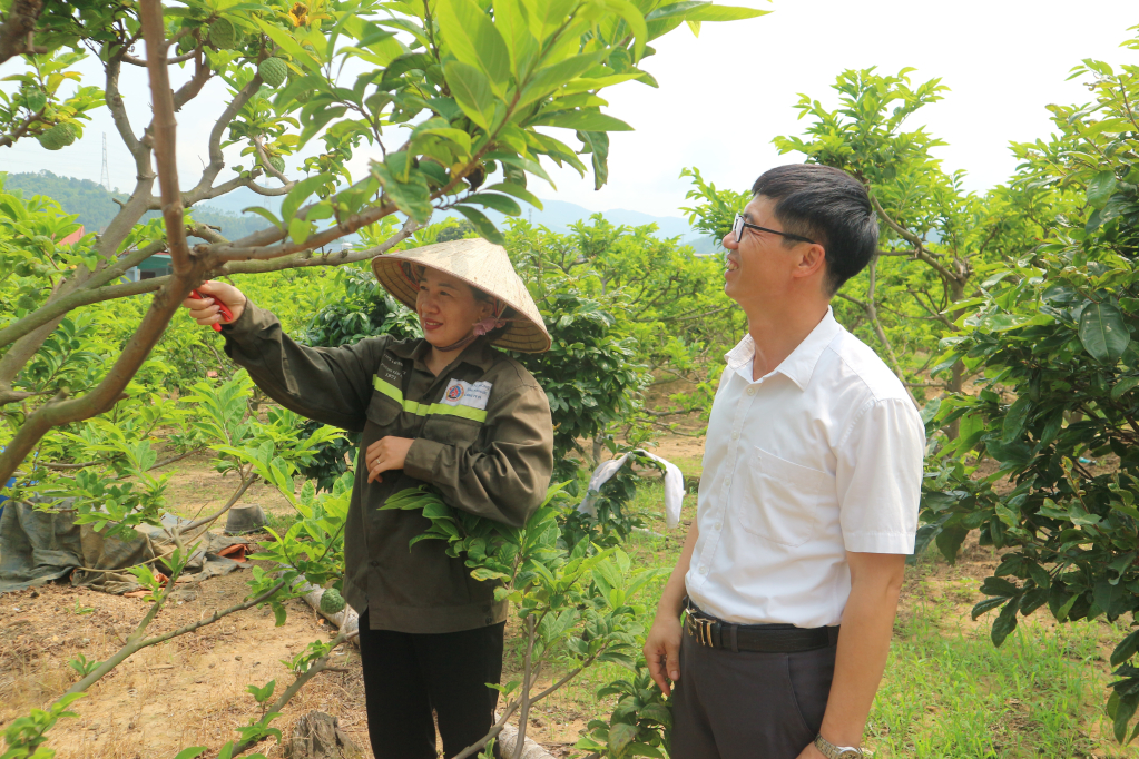 Mô hình trồng na của gia đình chị Nguyễn Thị Chinh ở thôn Ninh Bình, xã Bình Khê (TX Đông Triều).