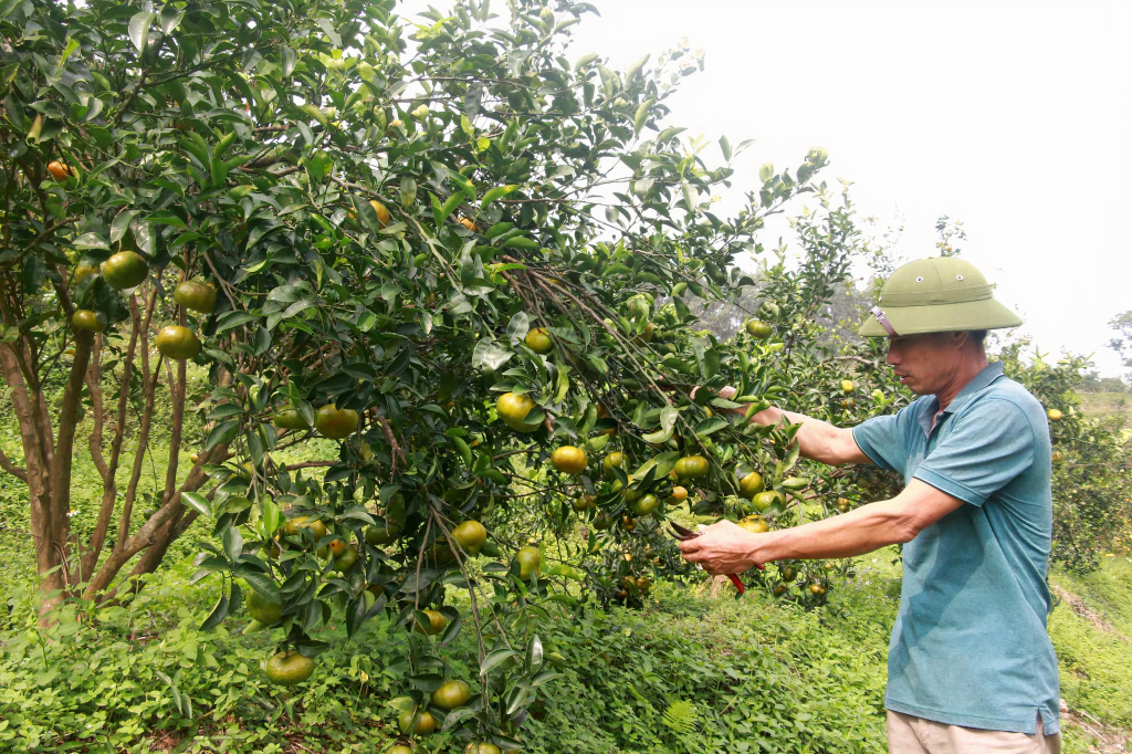 Người dân trên địa bàn xã Vạn Yên (huyện Vân Đồn) tích cực chăm sóc cây cam bản địa đạt tiêu chuẩn OCOP.
