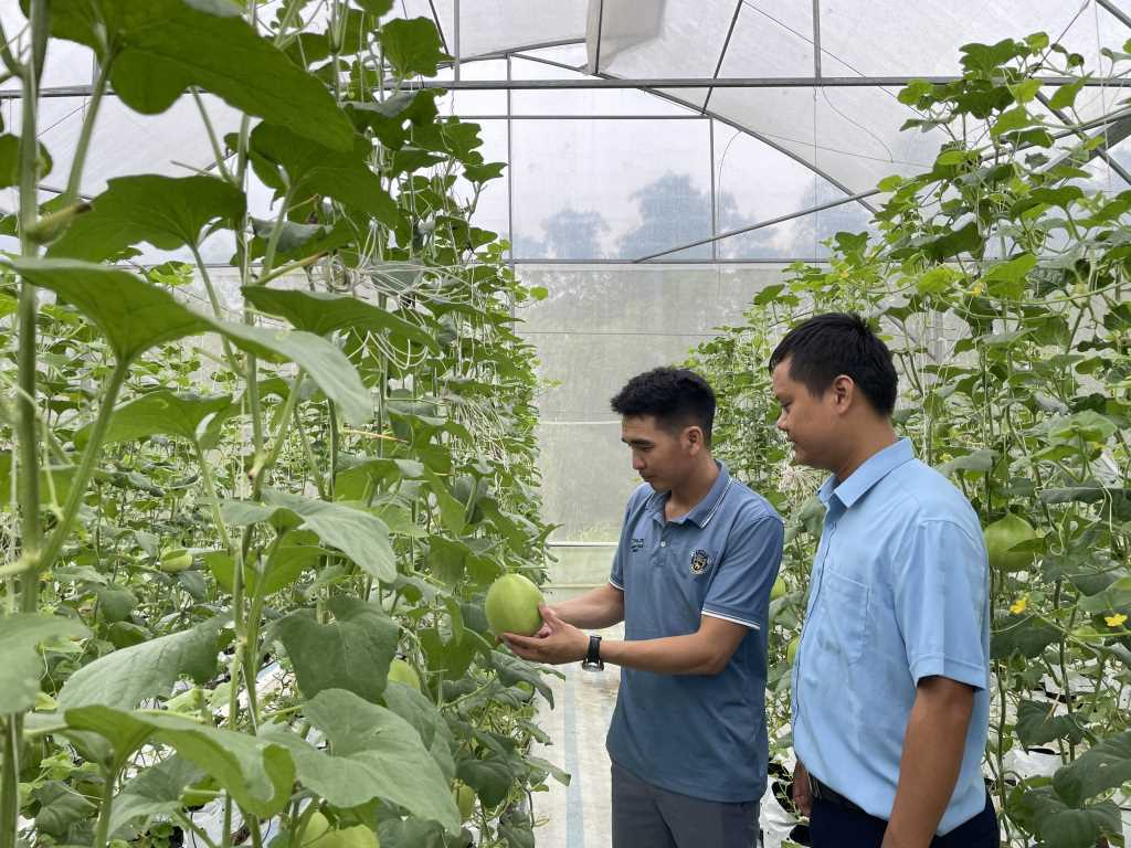 Trồng dưa lưới công nghệ cao tại HTX Nông nghiệp sản xuất hữu cơ Thành Đạt (huyện Đầm Hà) mang lại giá trị cao cho sản phẩm nông nghiệp.