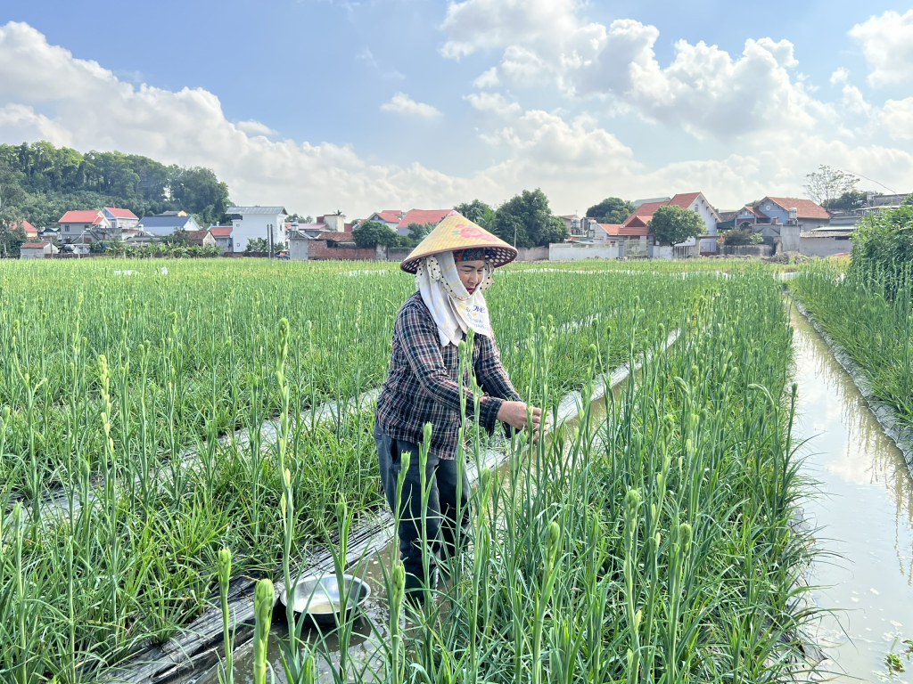 Đông Triều luôn quan tâm đời sống, việc làm của người dân (Sản xuất của bà con nông dân xã Hồng Phong).