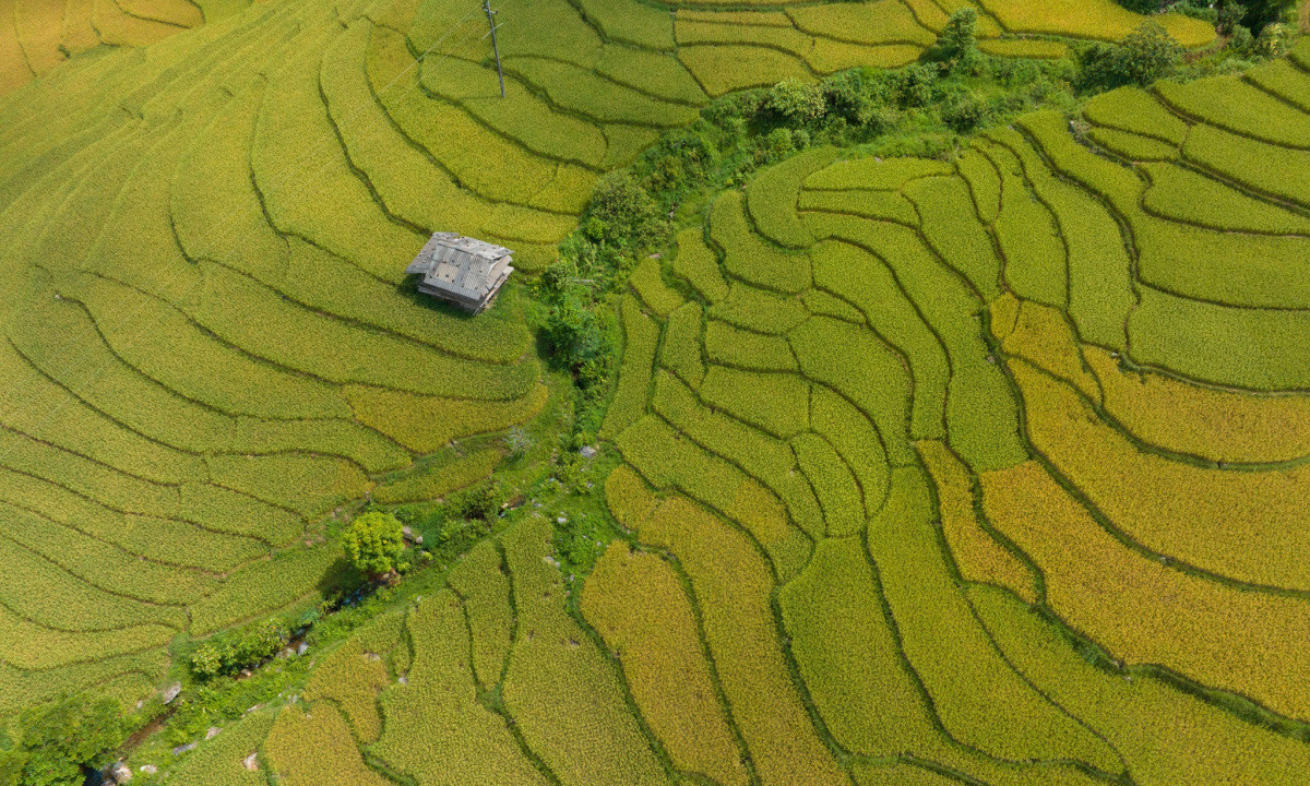 Nam Cang: embracing nature's golden season in the highlands