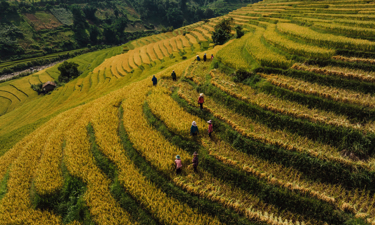 Nam Cang: embracing nature's golden season in the highlands