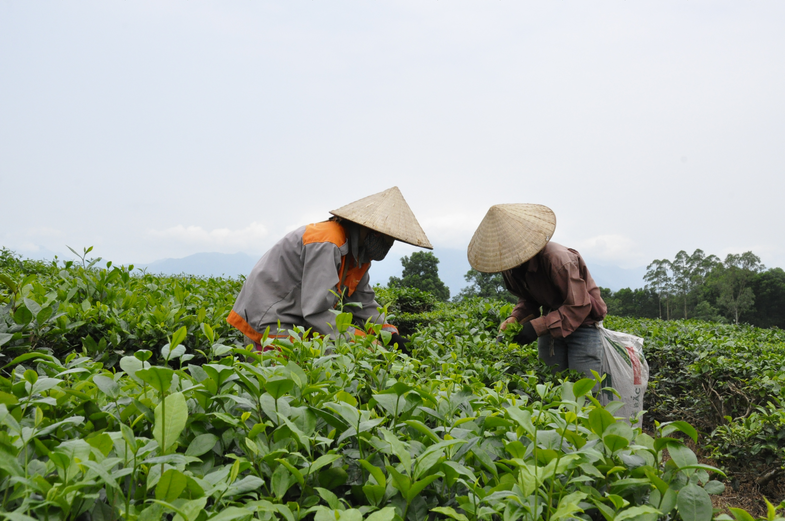Thu hoạch chè của người dân xã Quảng Long, huyện Hải Hà