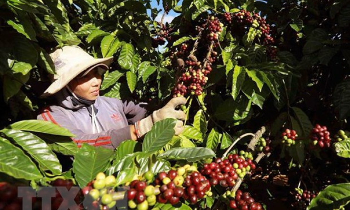 Làm thế nào để sản phẩm nông nghiệp nắm bắt cơ hội tại thị trường EU?