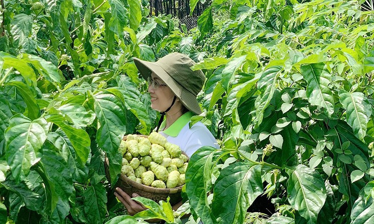 Biến cây dại thành sản phẩm OCOP