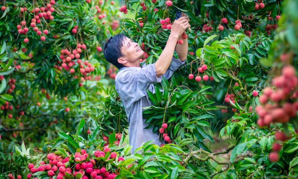 Mùa vải thiều năm 2023: Tiêu thụ nội địa và xuất khẩu đều thuận lợi