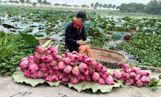 Lotus scented tea – a special treat for guests
