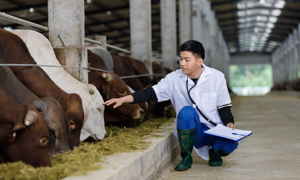 Nhân rộng các mô hình chăn nuôi hữu cơ