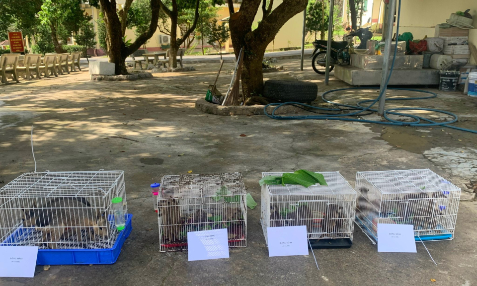 Đồn Biên phòng Bắc Sơn bắt giữ đối tượng buôn lậu động vật