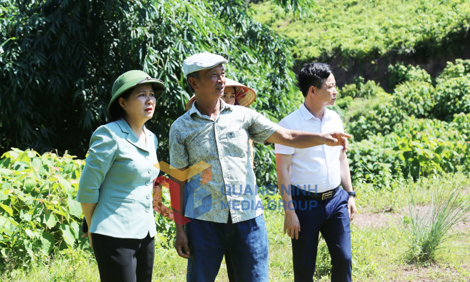 Đoàn ĐBQH tỉnh giám sát các chương trình mục tiêu Quốc gia tại huyện Tiên Yên, tháng 7-2023