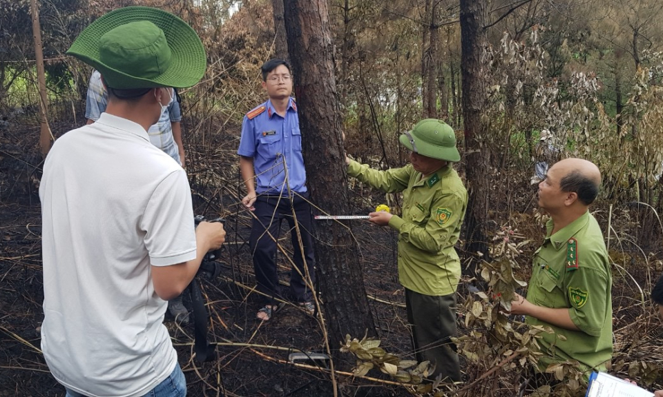 TP Hạ Long: Tăng cường phòng cháy, chữa cháy rừng