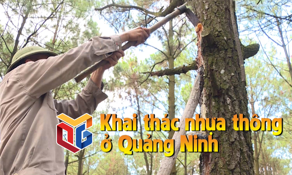 Khai thác nhựa thông ở Quảng Ninh