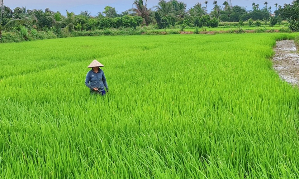 Đông Triều: Bắt nhịp xu hướng nông nghiệp hữu cơ