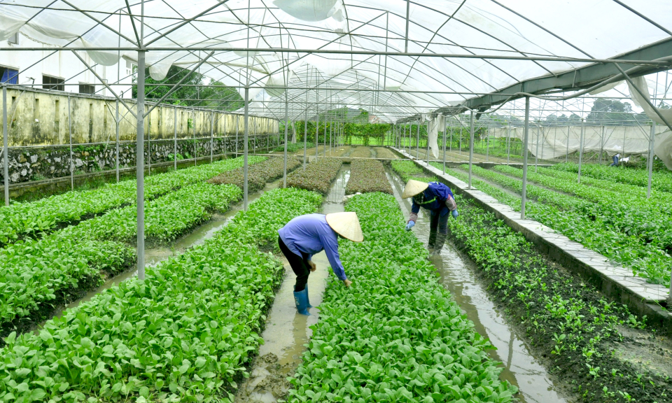 Tạo vùng nông sản an toàn 
