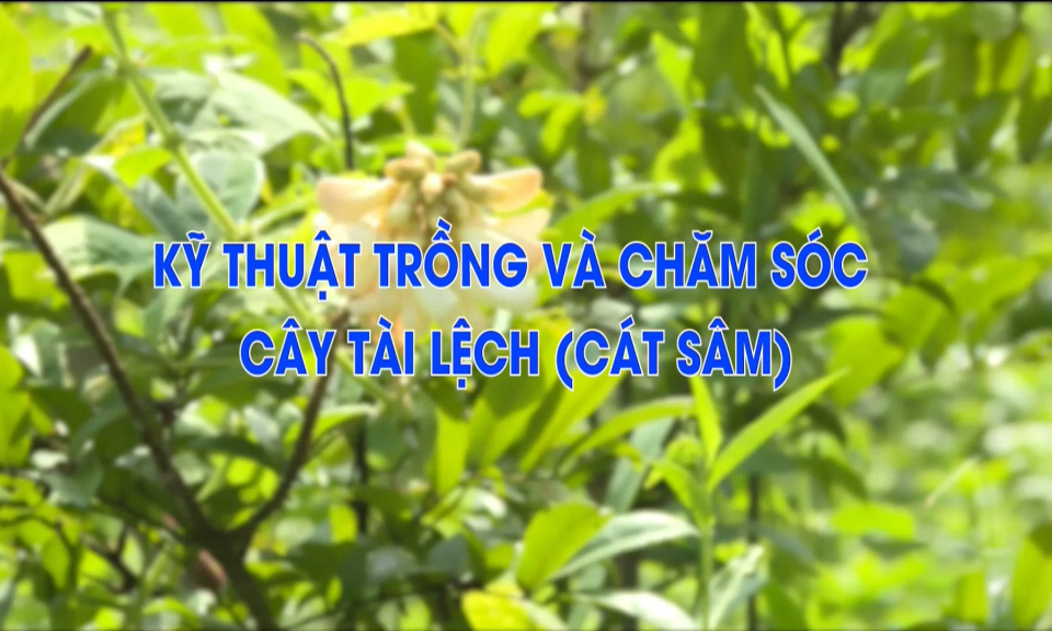 Kỹ thuật trồng và chăm sóc cây tài lệch (cát sâm)