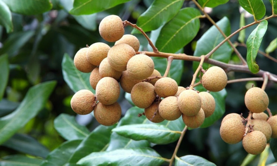 Nhãn ngon ngọt nhưng ai không nên ăn
