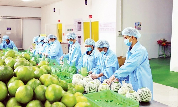 Boosting Vietnamese agricultural exports to Europe