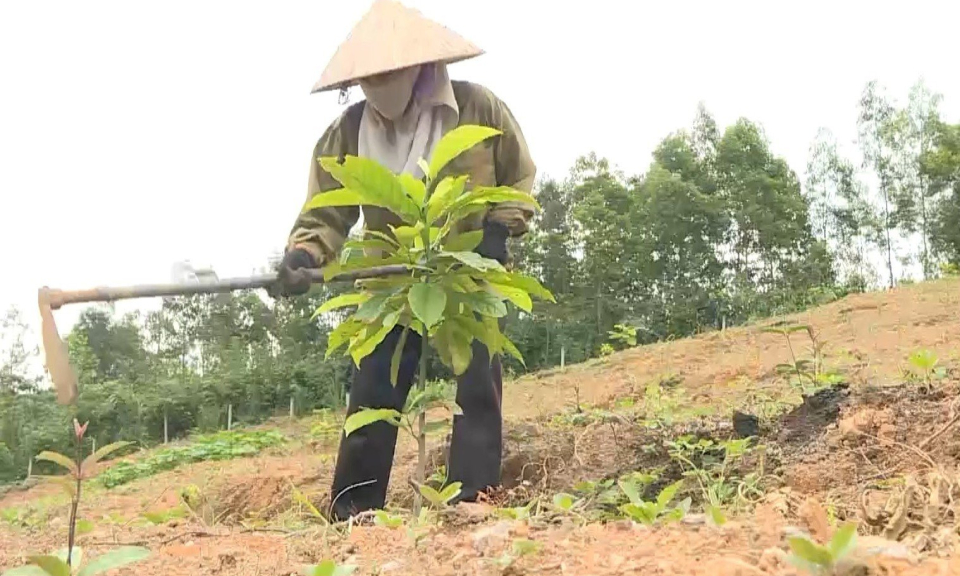 Phát triển nông nghiệp theo hướng hiện đại