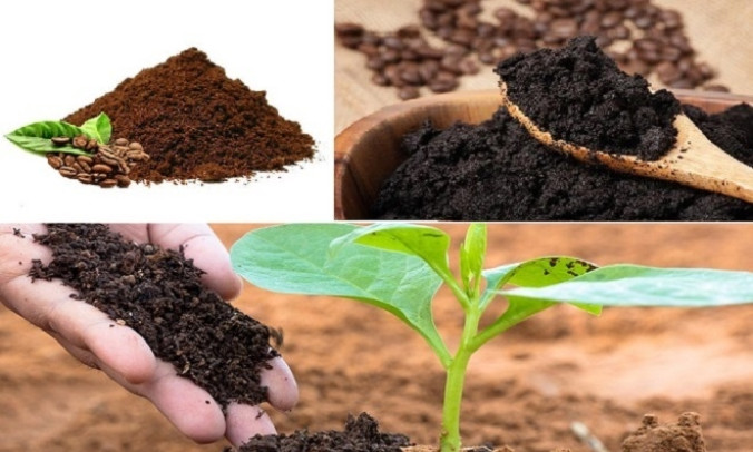 Loạt công dụng của bã cà phê có thể bạn chưa biết
