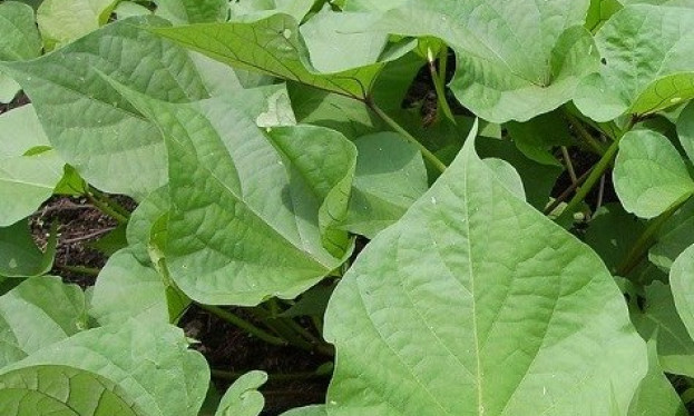 Rau lang có thể góp phần vào quá trình giảm cân
