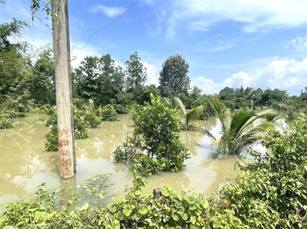 Mua lu gay thiet hai nha cua va cay trong, vat nuoi o nhieu dia phuong hinh anh 1