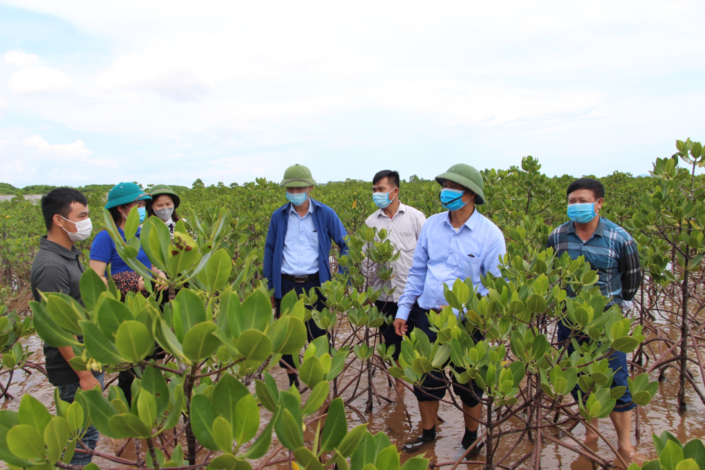 Lãnh đạo huyện Hải Hà kiểm tra việc trồng, bảo vệ rừng ngập mặn tại bãi triều xã Quảng Minh