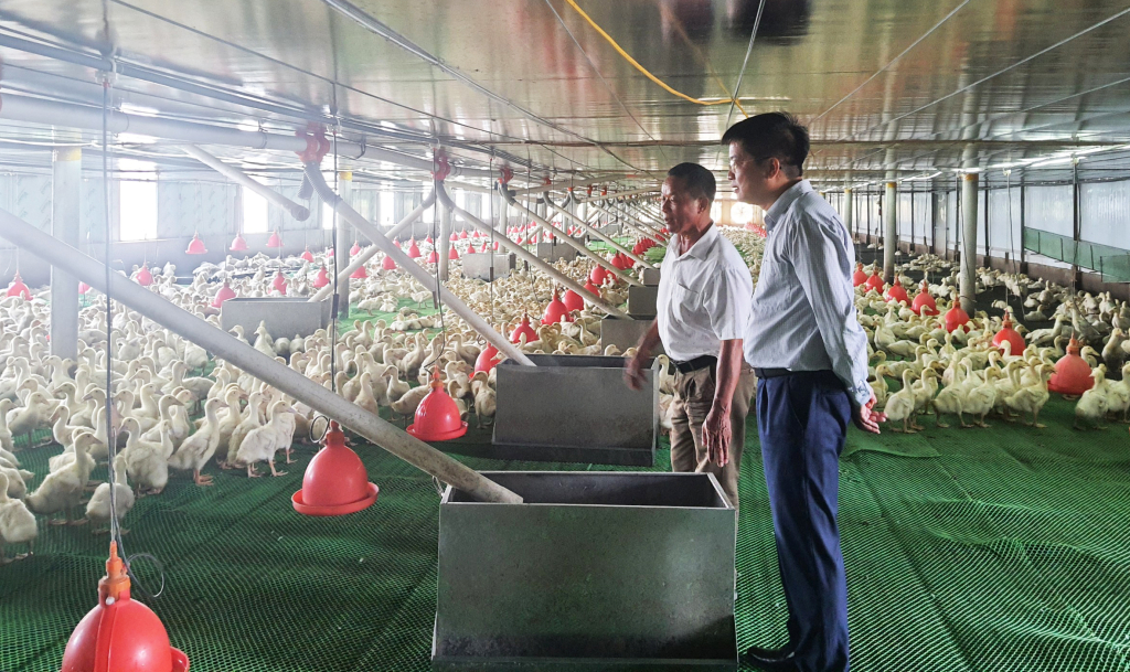 Đàn vịt của nông dân Đồng Quang Cường được nuôi trong môi trường nhà lạnh.