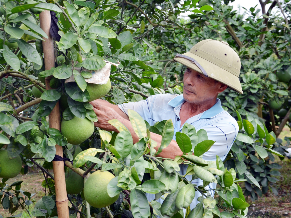 Nông dân Nguyễn Văn Tiến (thôn Phúc Thị) chăm sóc cây bưởi Diễn chuẩn bị cho thu hoạch.