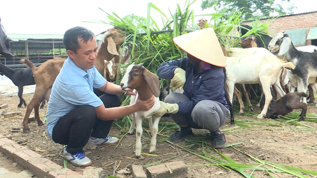Nông dân xã Quảng Tân, huyện Hải Hà phát triển mô hình nuôi dễ theo hướng hữu cơ. 