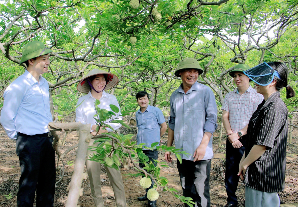 Người nông dân Đông Triều đánh giá cây na cho giá trị cao và bền vững. Ảnh Nguyễn Yến