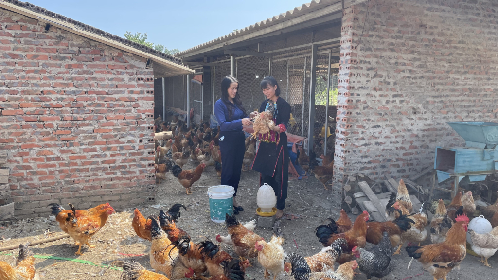 Cán bộ Hội LHPN xã Quảng Tân (huyện Đầm Hà) trao đổi kinh nghiệm, kỹ thuật chăn nuôi gà với hội viên. Ảnh: Lan Anh.