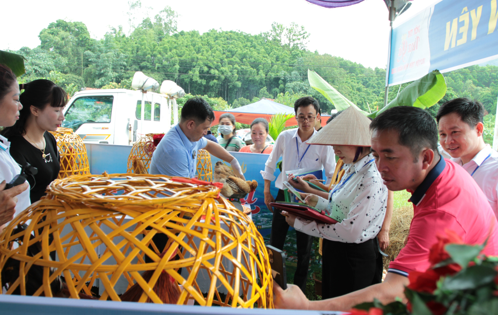 Giám khảo chấm các thí sinh gà.