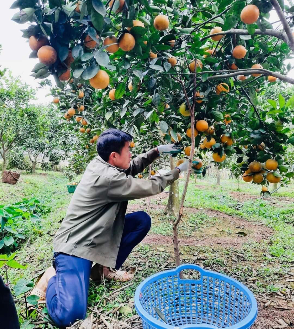 Anh Trần Văn Linh, thôn Khe Nháng, xã Thanh Lâm, huyện Ba Chẽ với mô hình trồng cam V2 cho hiệu quả kinh tế cao. (Ảnh nhân vật cung cấp).
