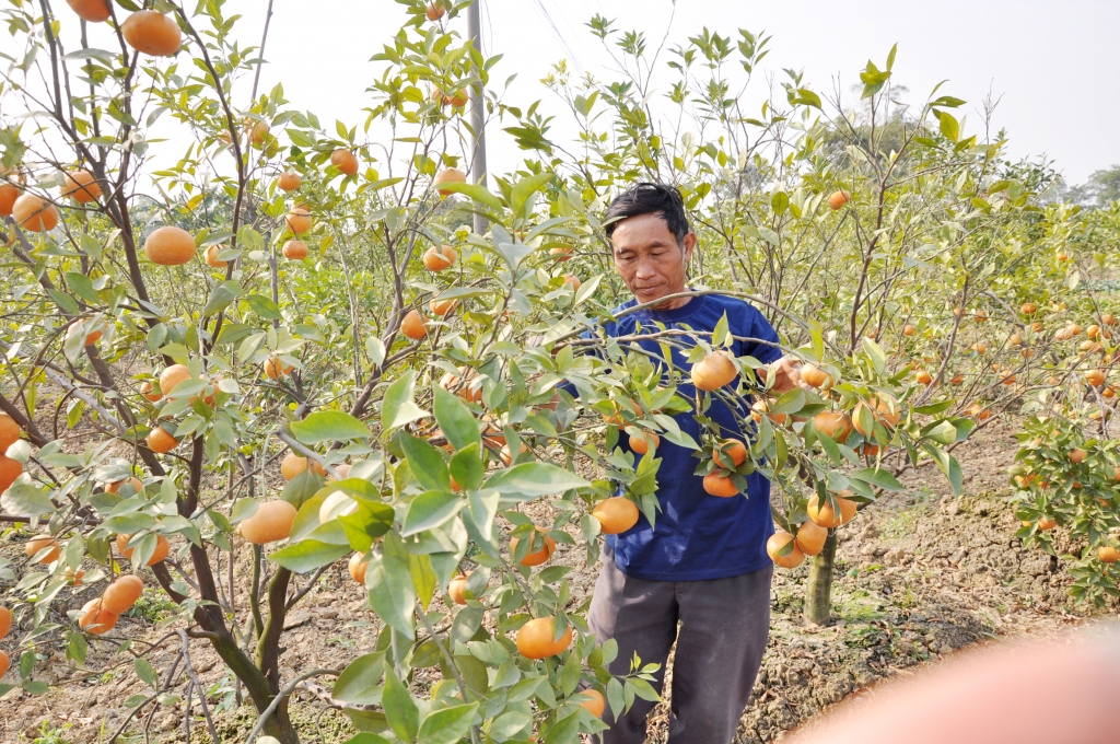 Cam Canh là một trong 5 nhãn hiệu sản phẩm hàng hóa chủ lực của Đông Triều.  Ảnh: Phan Hằng