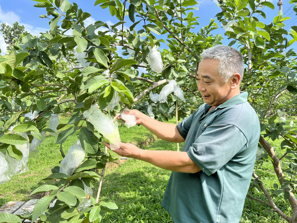 Nông dân xã Hồng Thái Đông trồng ổi theo tiêu chuẩn Vietgap. 