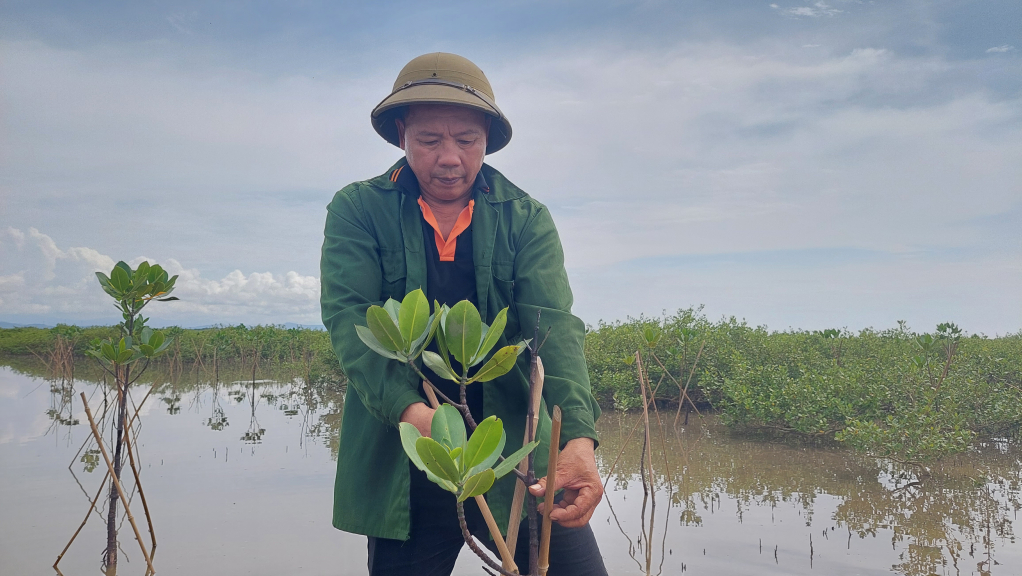 Ông Phạm Văn Khuy, thôn 3, xã Quảng Minh kiểm tra những cây RNM được trồng trong năm 2021-2022