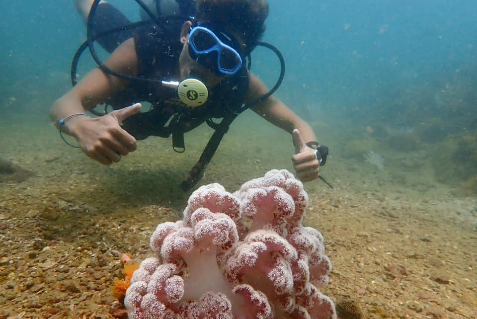 Hệ sinh thái biển Cô Tô đa dạng và đang được bảo tồn, phát triển nhằm đa dạng hoá trải nghiệm du lịch.