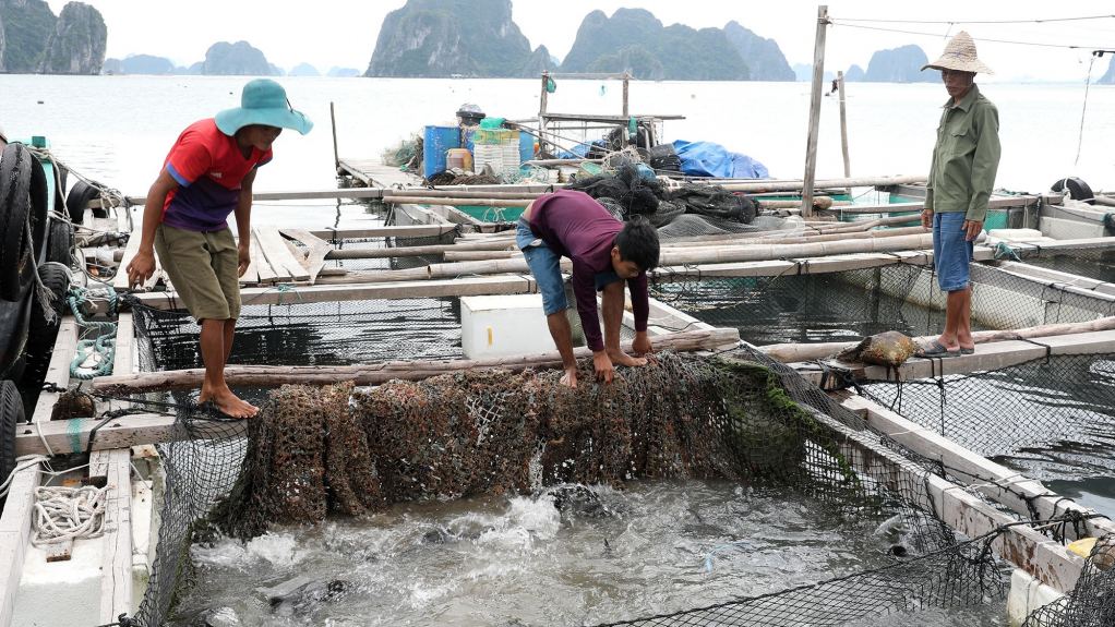 Phát triển nuôi trồng thủy sản bền vững  Báo Quảng Ninh điện tử