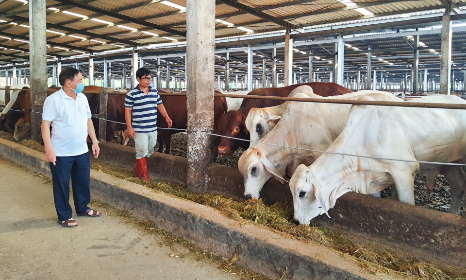 Phát triển đàn bò sinh sản