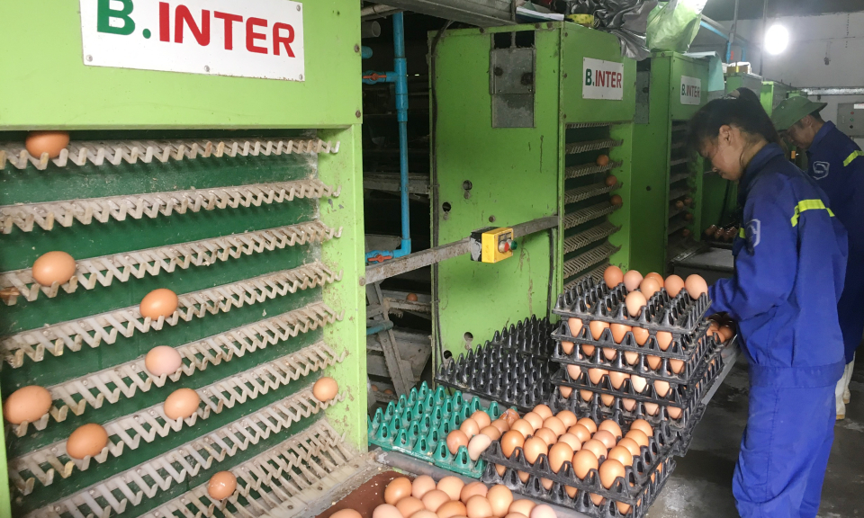 Đẩy nhanh tiến độ các dự án chăn nuôi