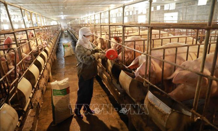 Doanh nghiệp chăn nuôi đang dần phục hồi