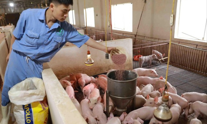 Sắp có 'van điều tiết' giá thức ăn chăn nuôi