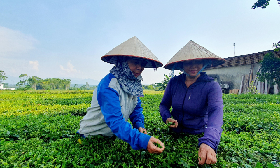 Hải Hà: Tái cơ cấu sản xuất nông nghiệp